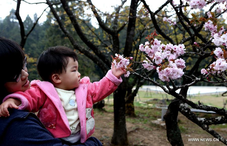 Tourists enjoy cherry blossoms in the Alishan Scenic Area in Chiayi, southeast China's Taiwan, March 26, 2013. (Xinhua/Xie Xiudong) 