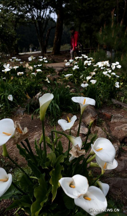 Arum lilies (Zantedeschia aethiopica) are seen in the Alishan Scenic Area in Chiayi, southeast China's Taiwan, March 26, 2013. (Xinhua/Xie Xiudong) 