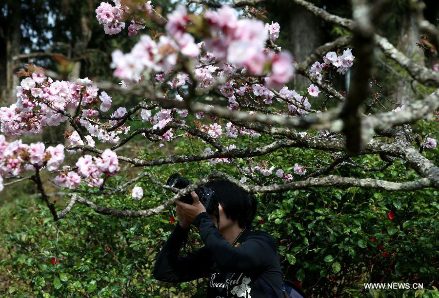 A tourist takes photos of cherry blossoms in the Alishan Scenic Area in Chiayi, southeast China's Taiwan, March 26, 2013. (Xinhua/Xie Xiudong) 