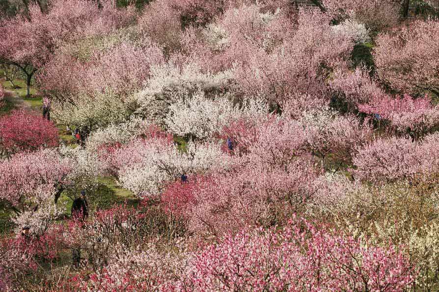 Tourists watch plum blossom at Gulin Park in China's Nanjing 