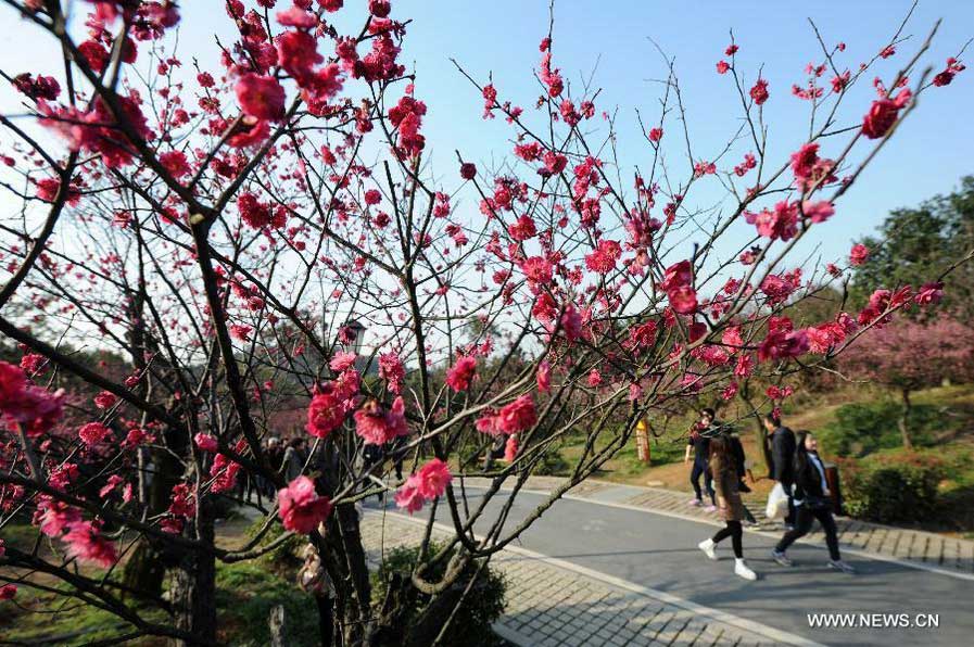 Plum blossoms bloom in Chaoshan Scenic Spot in Hangzhou 