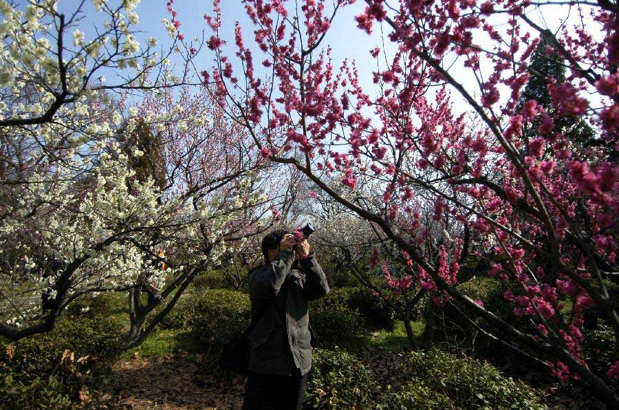 Enjoy the beautiful scenery of 'Plum Blossom Mountain' in China's Nanjing 