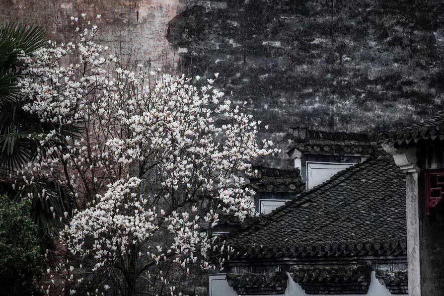 Beautiful flowers in Huangshan City, China's Anhui