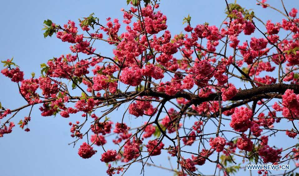 Enjoy the blooming sakura in China's Kunming