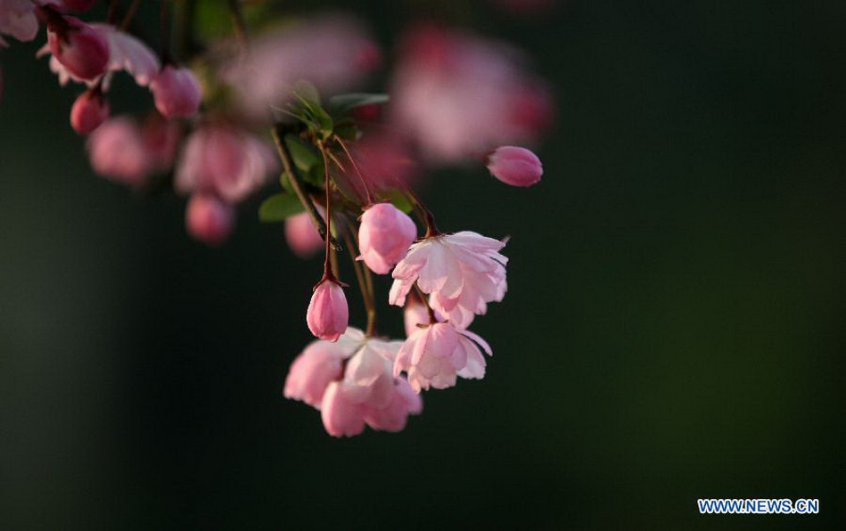 Blooming begonia flowers attract visitors in Nanjing 