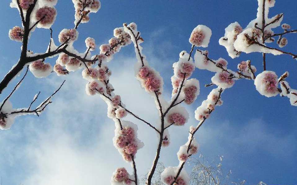 Snow-covered cherry blossoms 