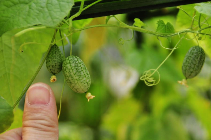 Pepquino, seedless mini watermelons smaller than a human thumb (拇指西瓜) (China.org.cn/Zhang Junmian)