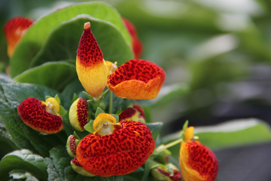 The photo taken on Saturday, March 23, 2013 shows slipperworts displayed in the greenhouse of the World Flower Garden in Beijing. (CRIENGLISH.com/Guo Jing)