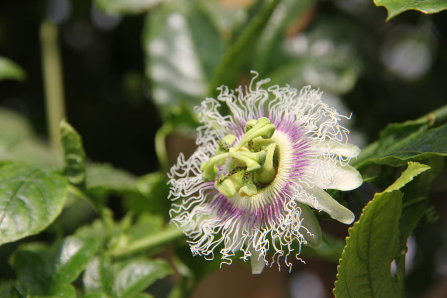 The photo taken on Saturday, March 23, 2013 shows a passion fruit flower displayed in the greenhouse of the World Flower Garden in Beijing. (CRIENGLISH.com/Guo Jing)