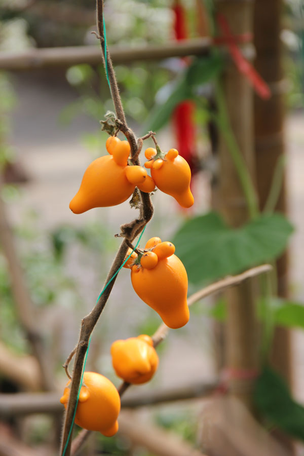 The photo taken on Saturday, March 23, 2013 shows gold berries displayed in the greenhouse of the World Flower Garden in Beijing. (CRIENGLISH.com/Guo Jing)