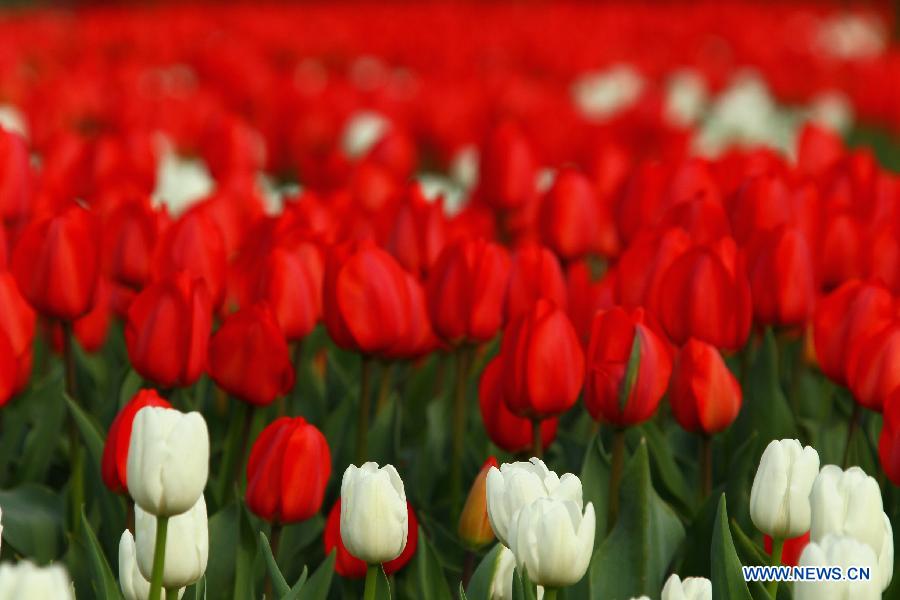 Tulip flowers blossom at a botanical garden in Hefei, capital of east China's Anhui Province, March 27, 2013. (Xinhua/Li Jianbo)