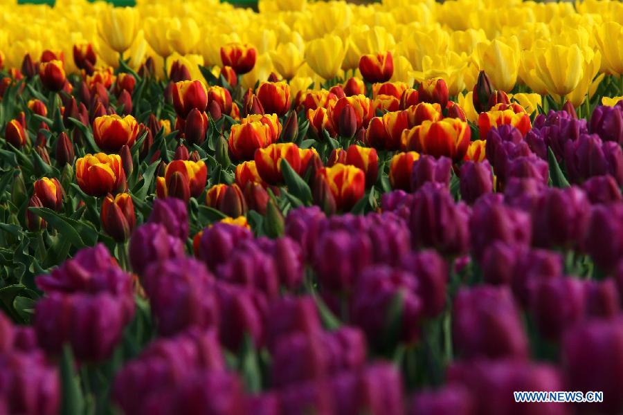 Tulip flowers blossom at a botanical garden in Hefei, capital of east China's Anhui Province, March 27, 2013. (Xinhua/Li Jianbo)