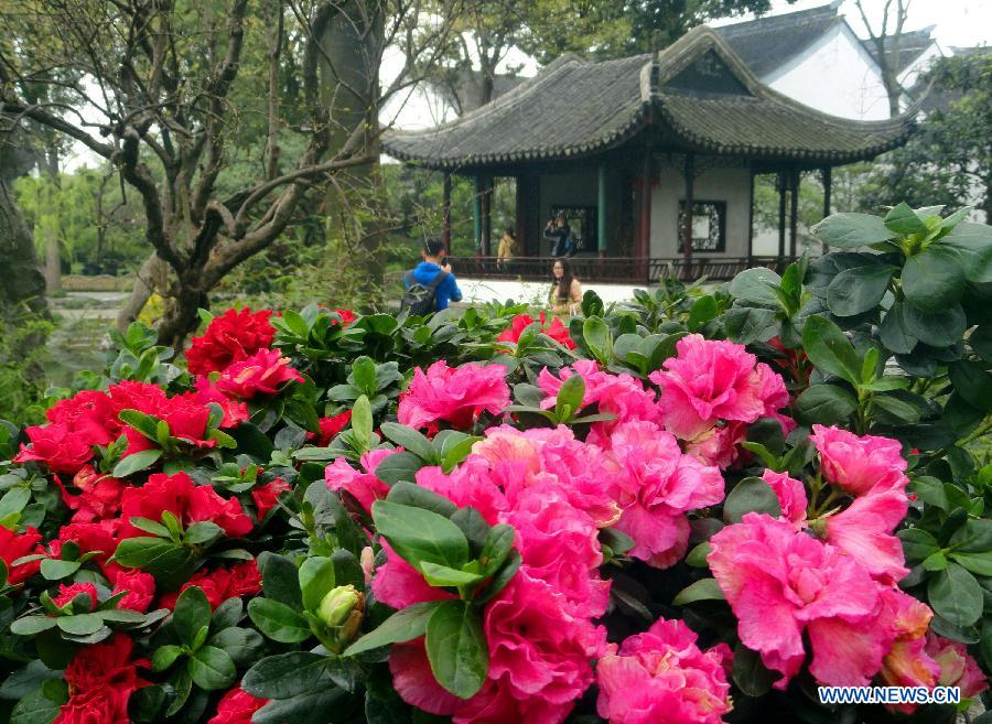 Azalea blossoms are seen at the Humble Administrator's Garden in Suzhou City, east China's Jiangsu Province, March 28, 2013. (Xinhua/Wang Jiankang)