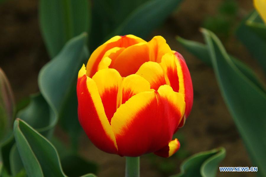 Tulip flowers blossom at a botanical garden in Hefei, capital of east China's Anhui Province, March 27, 2013. (Xinhua/Li Jianbo) 