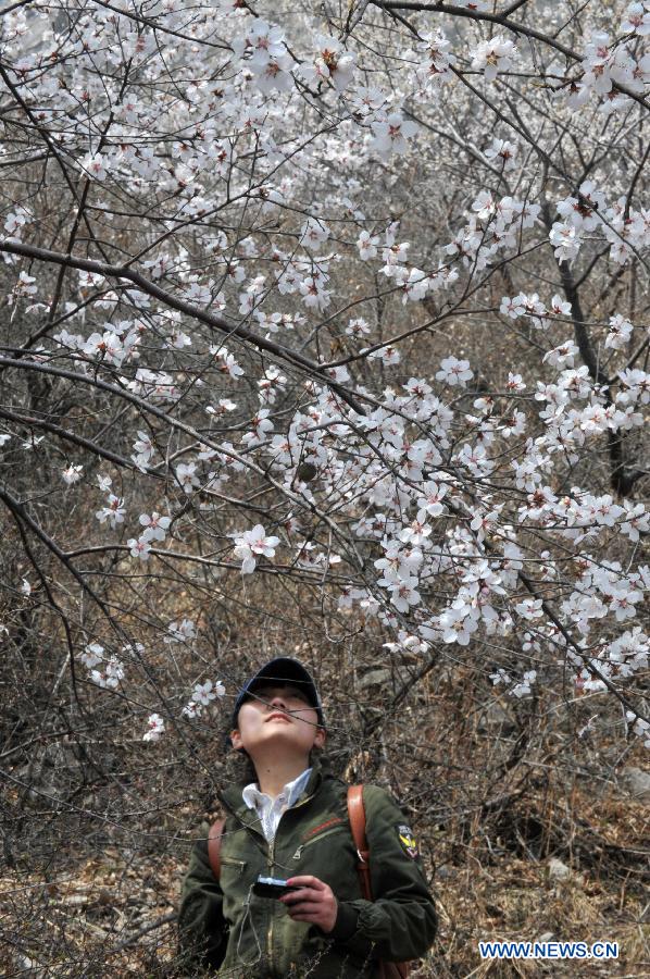 A woman enjoys the scenery of peach blossoms in Jiulongxia scenic region in Xingtai, north China's Hebei Province, March 28, 2013. (Xinhua/Zhu Xudong) 