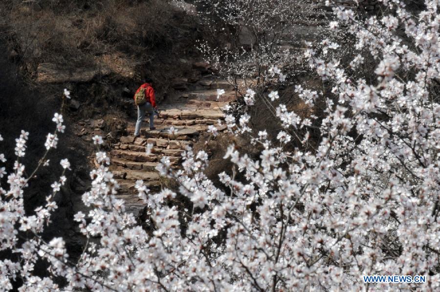 A visitor walks among peach blossoms in Jiulongxia scenic region in Xingtai, north China's Hebei Province, March 28, 2013. (Xinhua/Zhu Xudong) 