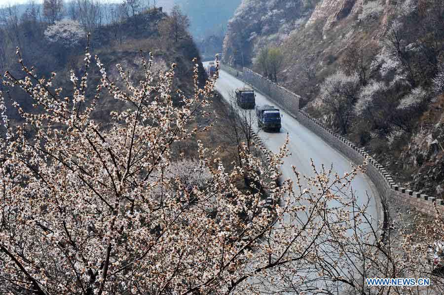 Trucks pass in Jiulongxia scenic region covered with peach blossoms in Xingtai, north China's Hebei Province, March 28, 2013. (Xinhua/Zhu Xudong) 