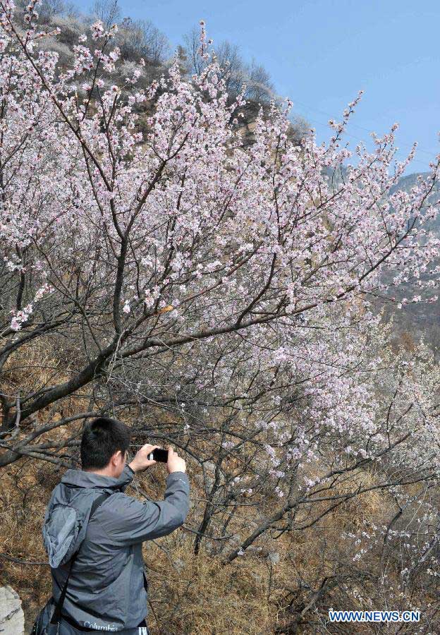 A man takes pictures of peach blossoms in Jiulongxia scenic region in Xingtai, north China's Hebei Province, March 28, 2013. (Xinhua/Zhu Xudong) 