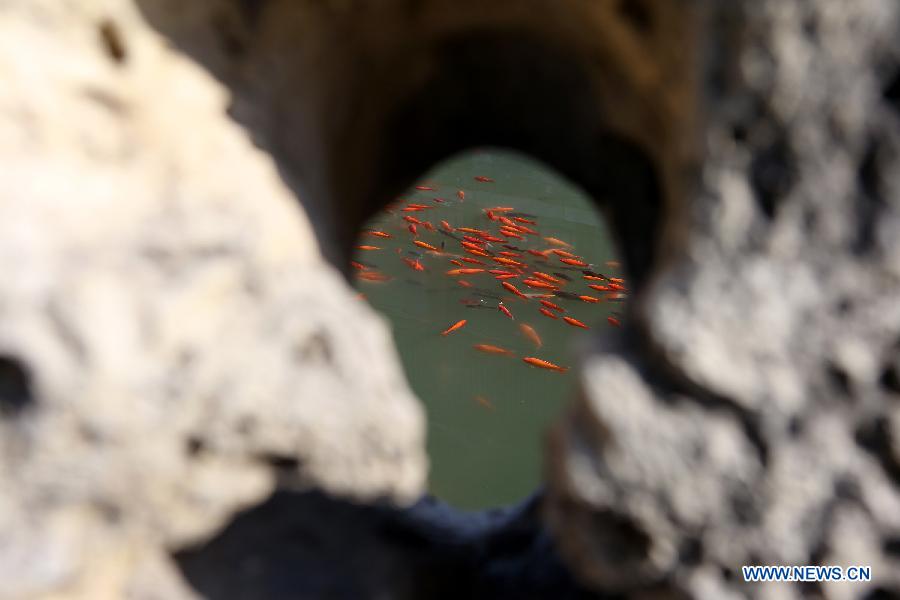 Photo taken on March 28, 2013 shows fish in Beihai Park of Beijing, capital of China. (Xinhua/Jin Liwang)