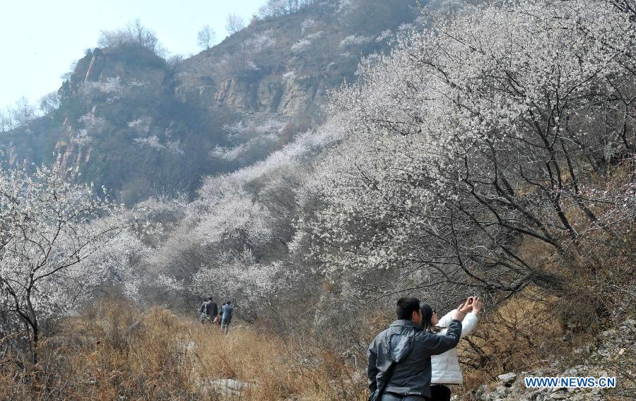 Visitors enjoy the scenery of peach blossoms in Jiulongxia scenic region in Xingtai, north China's Hebei Province, March 28, 2013. (Xinhua/Zhu Xudong) 