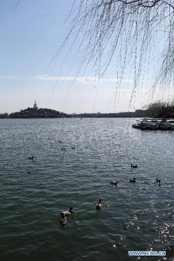 Ducks paddle at Beihai Park as temperature rises in Beijing, capital of China, March 28, 2013. (Xinhua/Jin Liwang)