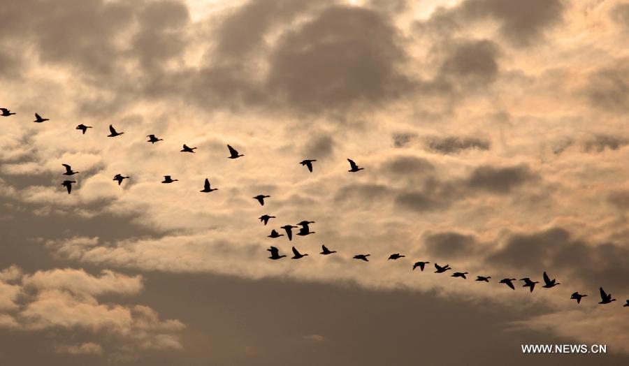 Wild geese fly over Mayinghu Lake in Duchang, east China's Jiangxi Province, March 27, 2013. As the weather turned warm, a large number of migratory birds recently left here to fly north. (Xinhua/Fu Jianbin) 