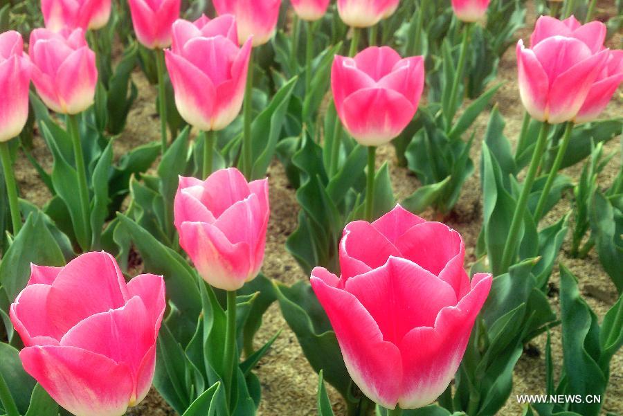 Tulip flowers blossom in Wuxi City, east CHina's Jiangsu Province, March 30, 2013. (Xinhua/Luo Jun) 