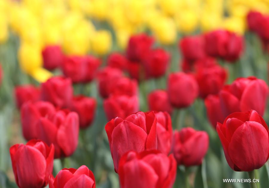 Tulip flowers blossom in Wuxi City, east China's Jiangsu Province, March 30, 2013. (Xinhua/Luo Jun) 