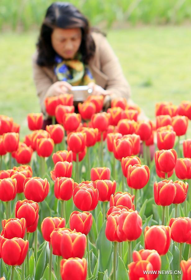 A visitor takes photos of tulip flowers in Wuxi City, east China's Jiangsu Province, March 30, 2013. (Xinhua/Luo Jun) 