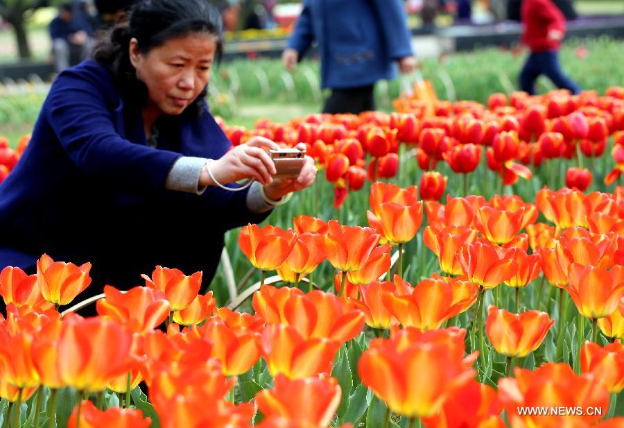 A visitor takes photos of tulip flowers in Wuxi City, east China's Jiangsu Province, March 30, 2013. (Xinhua/Luo Jun) 