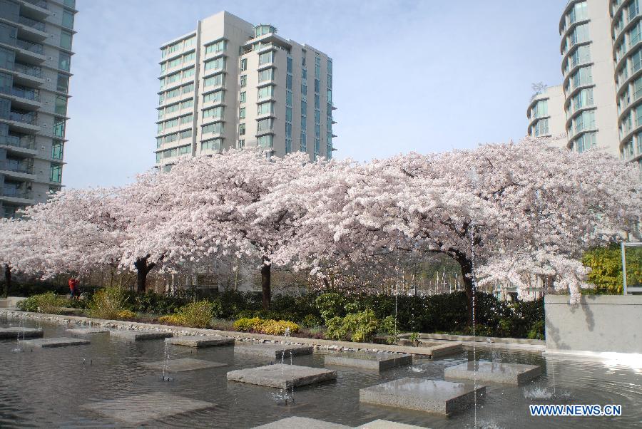 Cherry trees blossom in downtown Vancouver, Canada, March 29, 2013. Vancouver is home to thousands of cherry trees that blossom mostly in April. (Xinhua/Sergei Bachlakov)