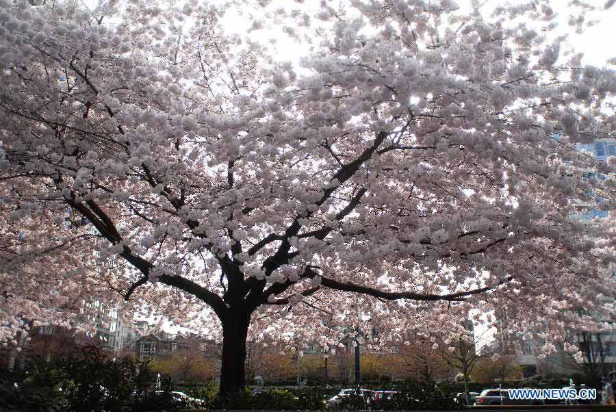 Cherry trees blossom in downtown Vancouver, Canada, March 29, 2013. Vancouver is home to thousands of cherry trees that blossom mostly in April. (Xinhua/Sergei Bachlakov)