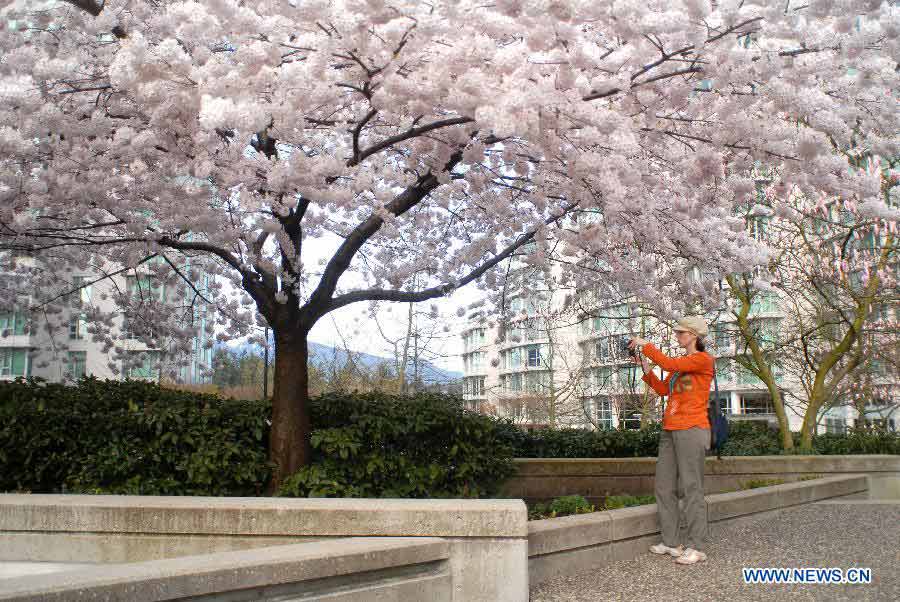 A woman takes photos of blooming Cherry blossoms in downtown Vancouver, Canada, March 29, 2013. Vancouver is home to thousands of cherry trees that blossom mostly in April. (Xinhua/Sergei Bachlakov)