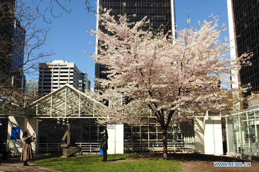 A woman takes photos with blooming Cherry blossoms in downtown Vancouver, Canada, March 29, 2013. Vancouver is home to thousands of cherry trees that blossom mostly in April. (Xinhua/Sergei Bachlakov)