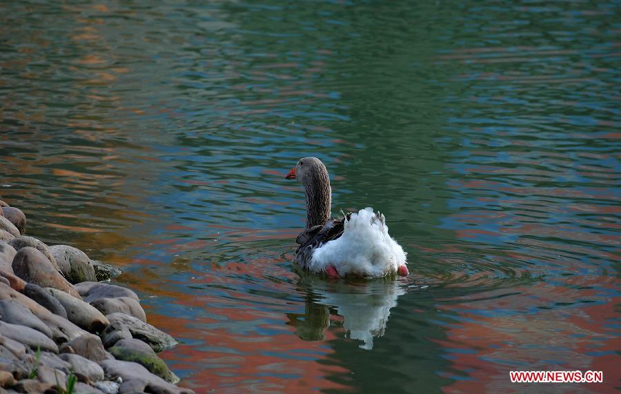 A waterfowl swims in the Three Gorges Reservoir in Yunyang County in southwest China's Chongqing, March 30, 2013. Improved environment near the reservoir has allowed superb conditions for birds to live. (Xinhua/Chen Jianhua)