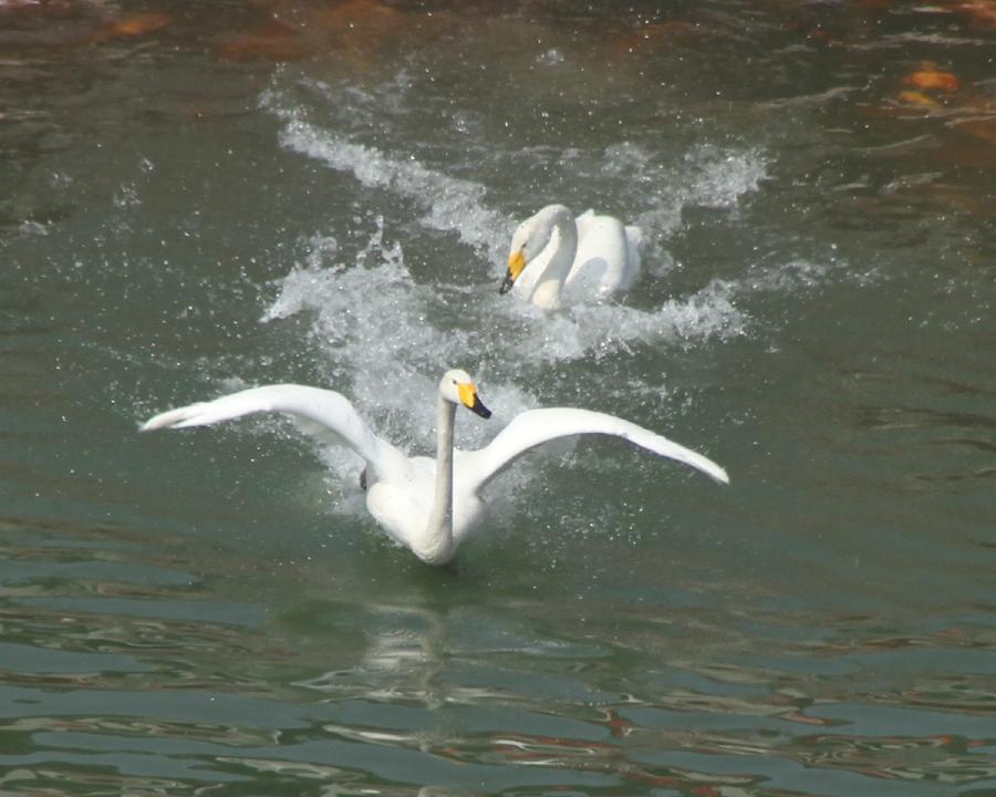 White swans are seen at the Sanxian Mountain scenic area in Penglai City, east China's Shandong Province, March 31, 2013. (Xinhua/Yu Liangyi)