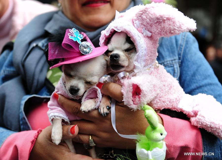 Two puppies dressed in bonnets sleep in the arms of their owner in the annual Easter Bonnet Parade held on the Fifth Avenue in Manhattan of New York, the United States, March 31, 2013. With a history of more than 100 years, the New York Easter Bonnet Parade is held annually on the 5th Avenue near the Saint Patrick's Cathedral. Adults, children and even pets in creative colorful bonnets and outfits participate in the event, which also attract thousands of New York residents and tourists. (Xinhua/Deng Jian) 