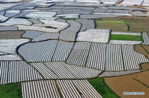 Beautiful scenery of croplands in SW China 
