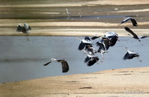 Migratory birds cluster in Poyang Lake 