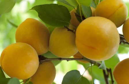 Apricot (Source: nen.com.cn)