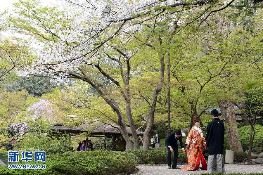 A couple takes wedding photos under a flowering cherry in Japan’s Tokyo on March 29. It is the cherry blossom season in Tokyo. (Xinhua/Ma Ping)
