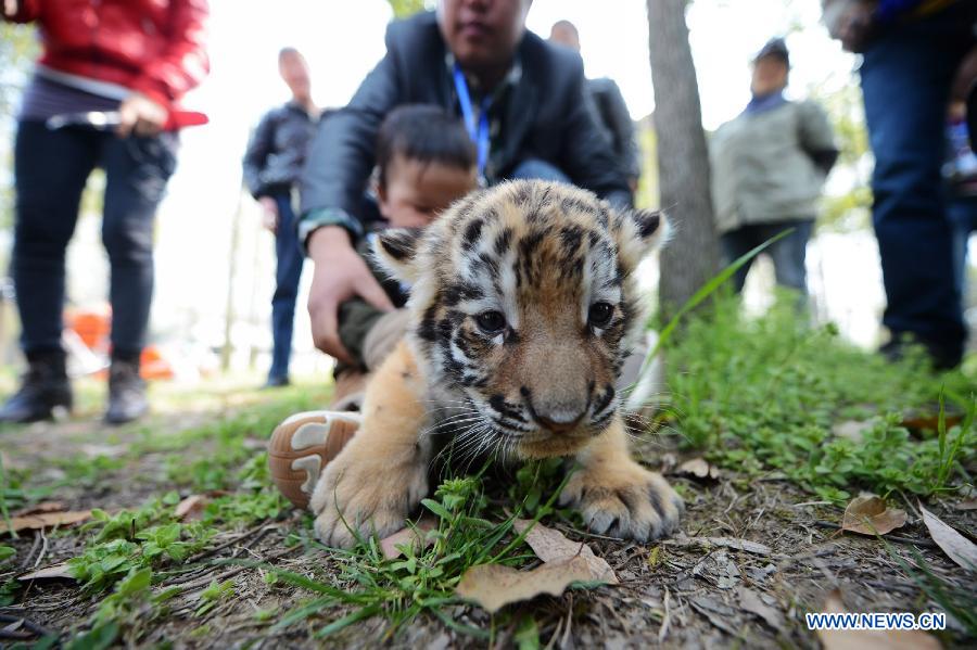 A newly born tiger cub meets with tourists in the Zhuyuwan Zoo in Yangzhou, east China's Jiangsu Province, April 1, 2013. A pair of one-month-old tiger cub twins met with public on Monday for the first time since their birth. (Xinhua/Meng Delong) 