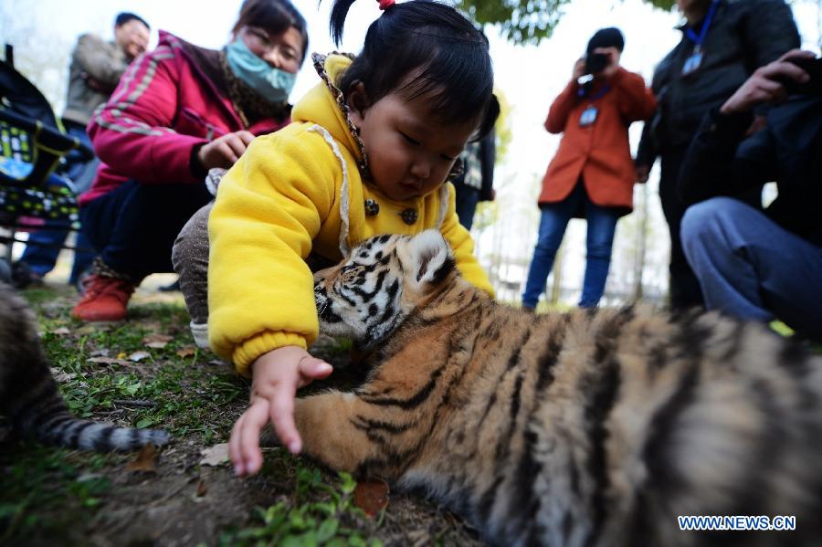 A baby girl plays with a newly born tiger cub in the Zhuyuwan Zoo in Yangzhou, east China's Jiangsu Province, April 1, 2013. A pair of one-month-old tiger cub twins met with public on Monday for the first time since their birth. (Xinhua/Meng Delong) 