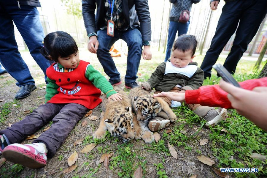 A pair of newly born tiger cub meet with tourists in the Zhuyuwan Zoo in Yangzhou, east China's Jiangsu Province, April 1, 2013. The one-month-old twins met with public on Monday for the first time since their birth. (Xinhua/Meng Delong) 
