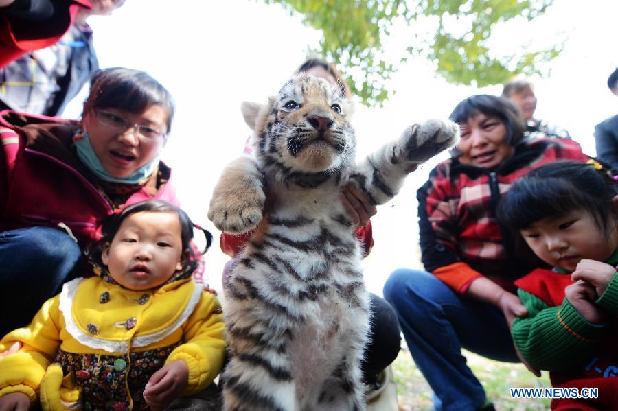A newly born tiger cub meets with tourists in the Zhuyuwan Zoo in Yangzhou, east China's Jiangsu Province, April 1, 2013. A pair of one-month-old tiger cub twins met with public on Monday for the first time since their birth. (Xinhua/Meng Delong) 