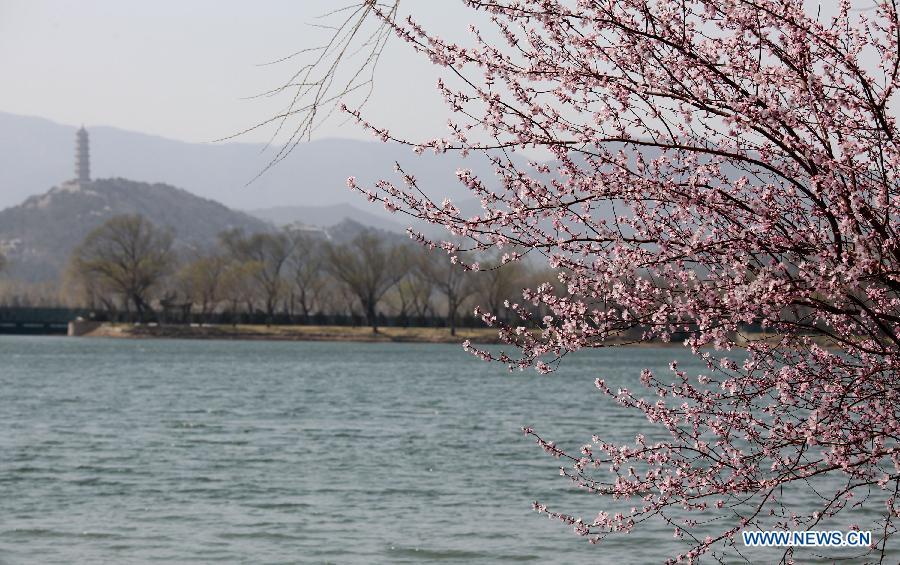 Photo taken on April 1, 2013 shows peach blossoms in the Summer Palace in Beijing, capital of China. (Xinhua/Wang Xibao)