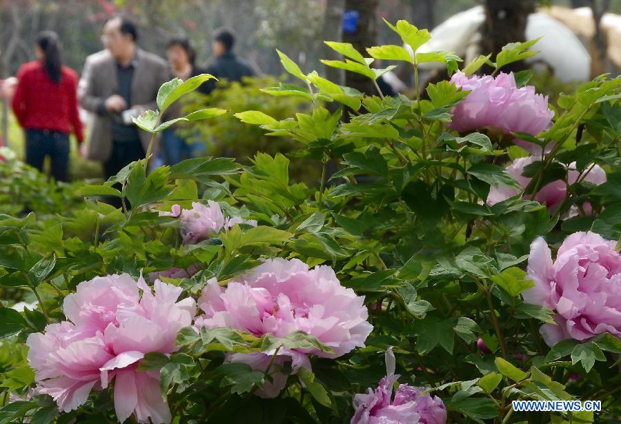 Visitors view peony flowers at a park in Luoyang City, central China's Henan Province, April 2, 2013. (Xinhua/Wang Song)