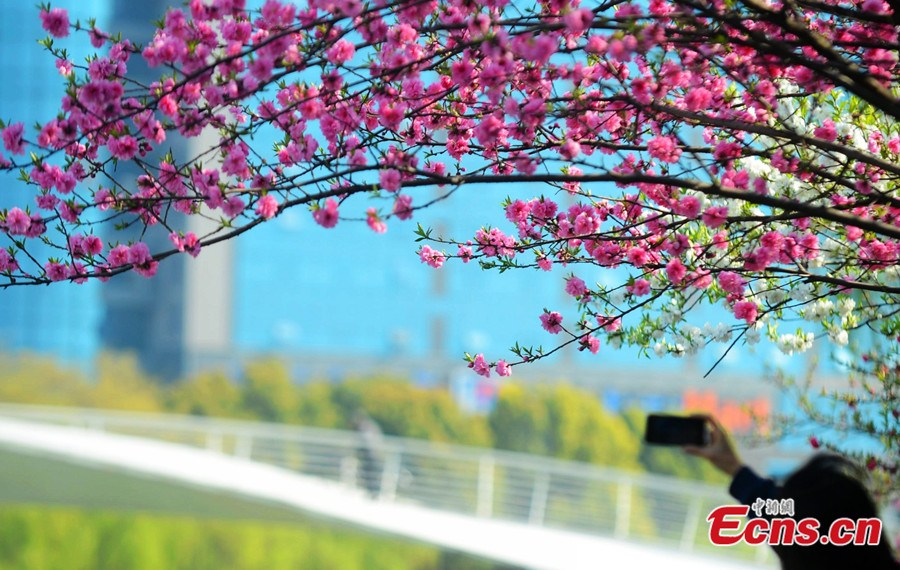 Photo taken on April 2 shows the beautiful scenery of Yangzhou City in East China's Jiangsu Province. (Photo/Meng Delong)