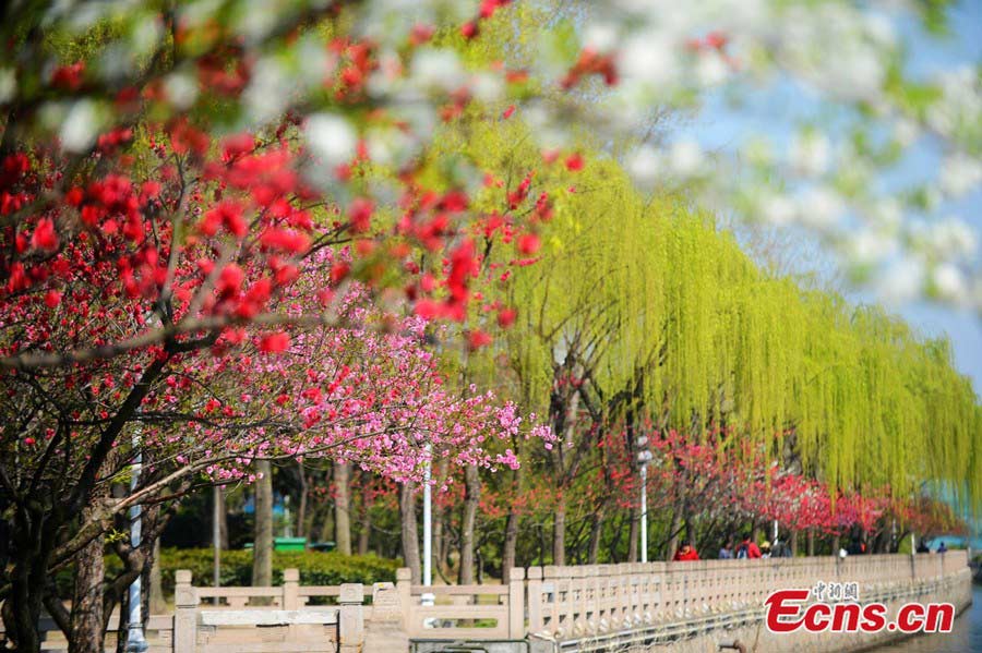 Photo taken on April 2 shows the beautiful scenery of Yangzhou City in East China's Jiangsu Province. (Photo/Meng Delong)