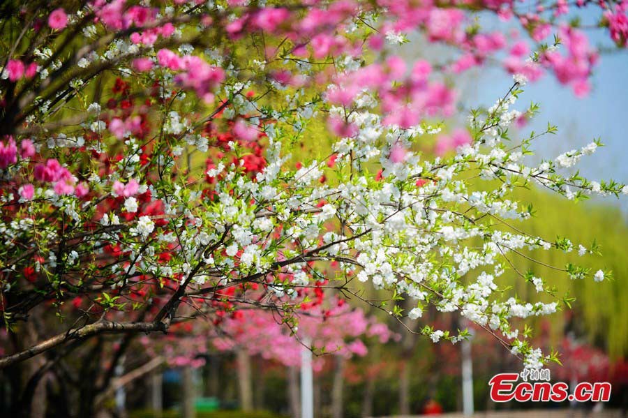Photo taken on April 2 shows the beautiful scenery of Yangzhou City in East China's Jiangsu Province. (Photo/Meng Delong)